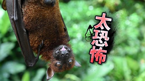 驚!俄蝙蝠驗出新的冠狀病毒 可繞過COVID-19疫苗感染人體