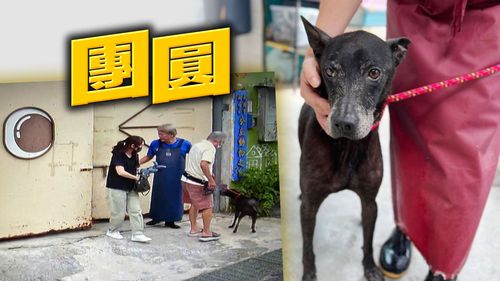 宮廟前流浪狗有寵物晶片 飼主淚汪汪!闊別4年10月尋回愛犬