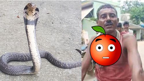 遭眼鏡蛇攻擊!狂男「以牙還牙」咬死牠遊街