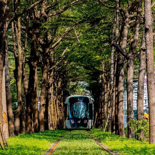 輕軌「龍貓隧道」下午啟航!憑電子票券免費搭 網紅開箱暢遊高雄