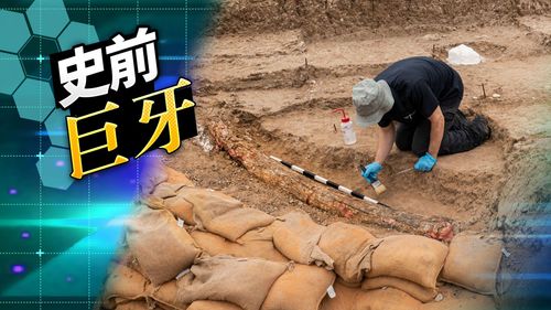 50萬年前象牙在以色列出土!創近東地區考古紀錄