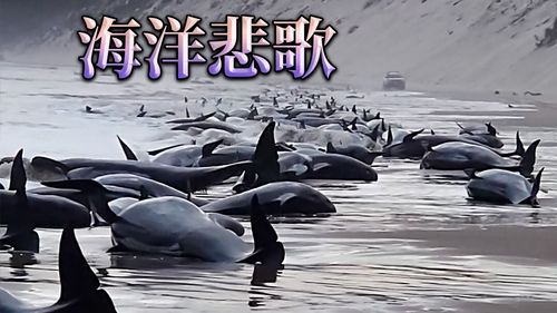 慘!澳洲又見鯨群擱淺、多達230隻 官員:半數恐已死亡