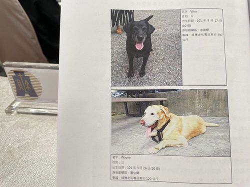 緝毒英雄解甲榮退!關務署2隻可愛拉不拉多徵奴才