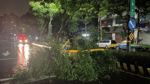 軒嵐諾強風深夜肆虐 林口多處路樹遭連根拔起