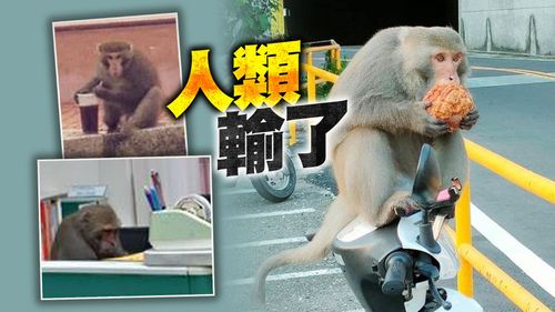 吃泡芙、辦公、看考卷　高雄獼猴還分辨星巴克和麥當勞