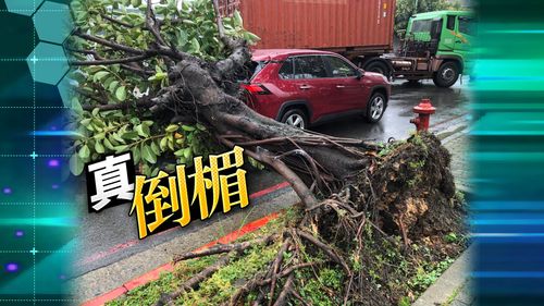 軒嵐諾來襲！路樹倒塌壓毀汽車　駕駛受驚幸無傷