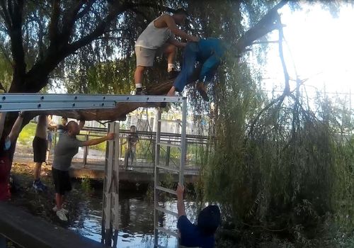 初四了!剪樹枝腳麻懸空卡住 阿北「無尾熊抱樹」1小時獲救