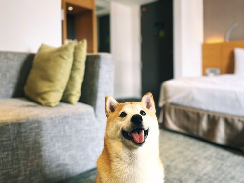 帶寵物一起玩 台北中山區品牌飯店加價1000元即可帶毛孩同住