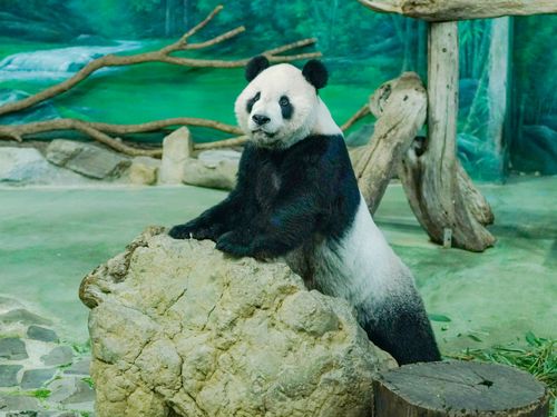 獨家|貓熊團團瘦5公斤下周抱病返 防癲癇重摔溺水!園方祭2招保護