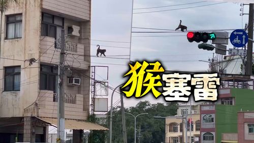 3潑猴闖鬧區搶食!俐落走鋼索越30米馬路 畫面曝光