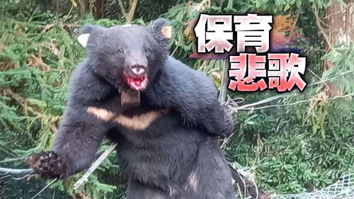 3中陷阱「咬掌求生」!黑熊野放遭2槍奪命 獵人芭比Q了
