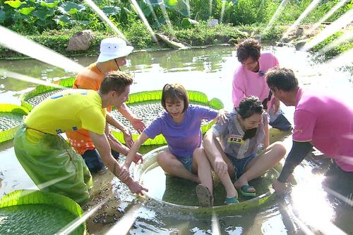 籃籃體驗坐大王蓮被騙限重50公斤 羞問「超過一點點可以嗎」