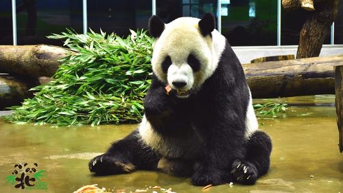 獨家|台版功夫熊貓!翹腳睡對樹生氣 專人照顧14年踢爆團團有偶包
