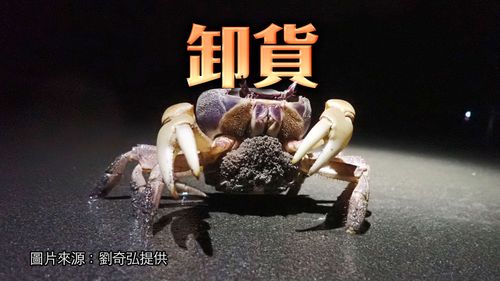 獨家｜抖落！抖落！他趴沙灘拍下陸蟹3秒傳宗接代珍奇畫面