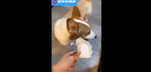 義氣是什麼？柯基一秒出賣博美　