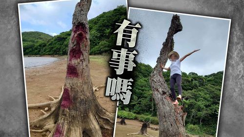 獨家|為拍網美照?蘭嶼天池秘境枯樹遭惡意毀損、噴漆 網友怒轟太誇張