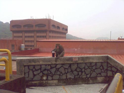 高雄中山大獼猴技能點滿！插吸管喝飲料還會上班閱卷　進化圖輯看這裡