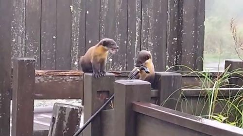 太平山「貂民」出沒影片曝光！光天化日偷遊客拐杖　一旁同夥竟然打哈欠