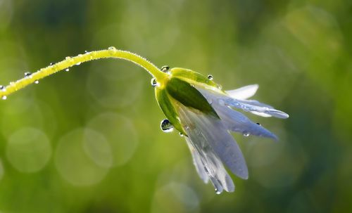 白露节气养生法 中医师分享茶饮及泡脚药方