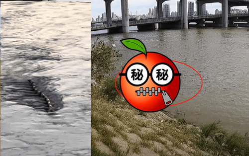 真相大白！南韓漢江「水怪」清晰畫面曝光　真身原來是它