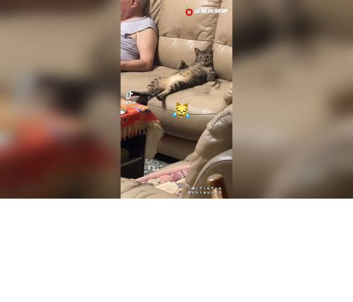 陪阿公看電視的貓咪竟學起阿公的坐姿　工讀生快出來喔！
