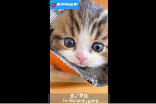 打開洋芋片包裝　裡面跑出萌貓人都被融化了