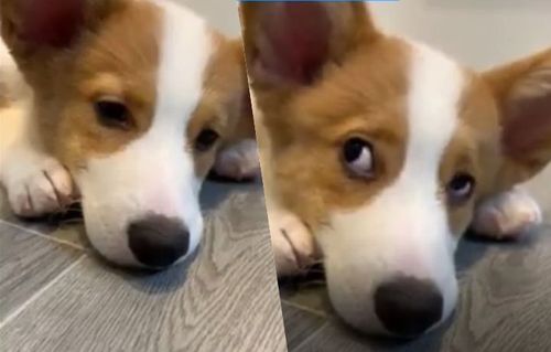 「短腿界网红」在他家！下班看到这太疗愈　默默又按下重播了