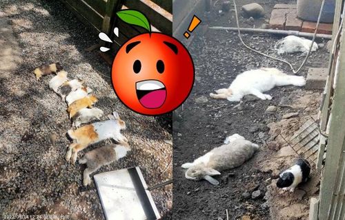 流浪狗闖屋大屠殺！「8屍躺地」超心痛畫面曝　他怒：殺好玩的