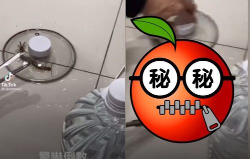 恐怖生物出現!2人拿鍋蓋拚了 驚嚇3秒曝光全場驚叫