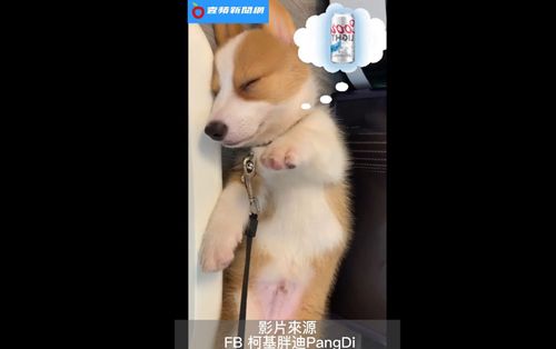 小柯基做夢手一直揮　是夢到美食在眼前卻抓不到？