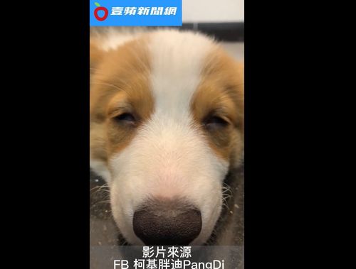 誰的打呼聲那麼吵呀！　Q萌柯基睡到打呼竟還被自己的呼聲吵醒