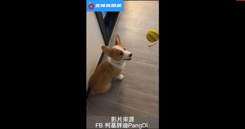 Q萌柯基期待主人給玩球， 被砸到後鼻子竟楞呆了