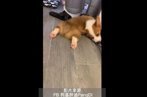 萌萌柯基太軟Q 90度睡姿難道腰不疼?