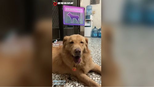 狗界大暖男的黃金獵犬玩動物測試　結果竟是豬？！