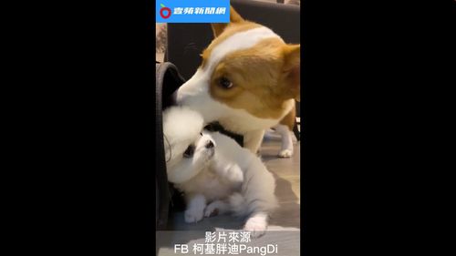 「短腿界網紅」這樣認識新朋友 嚇死超萌小博美