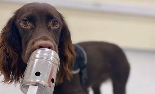 狗狗可聞出你的壓力 正確率達93.75%