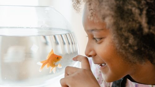 「金魚腦」是冤枉的! 研究:金魚記憶不差、掌握距離感