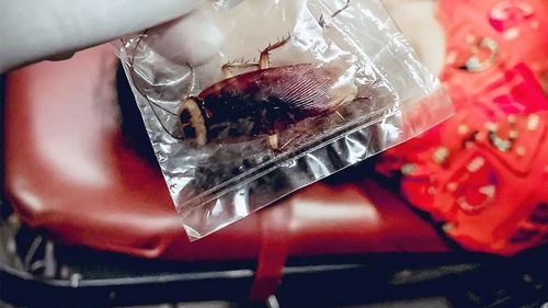 人妻睡覺被蟑螂咬膝蓋　全身起紅疹！驚嚇緊急就醫