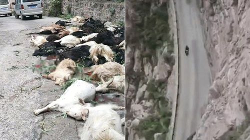 羊群被賣路上「集體跳崖斃命」 飼主慘賠!說出自殺關鍵原因