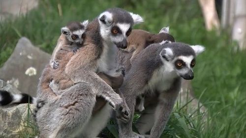 紐西蘭動物園瀕危狐猴喜傳嬰兒潮　一年只交配2天！蹦出4對雙胞胎
