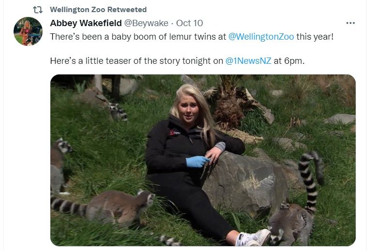 紐西蘭媒體記者採訪喜訊，被一群環尾狐猴包圍。@WellingtonZoo